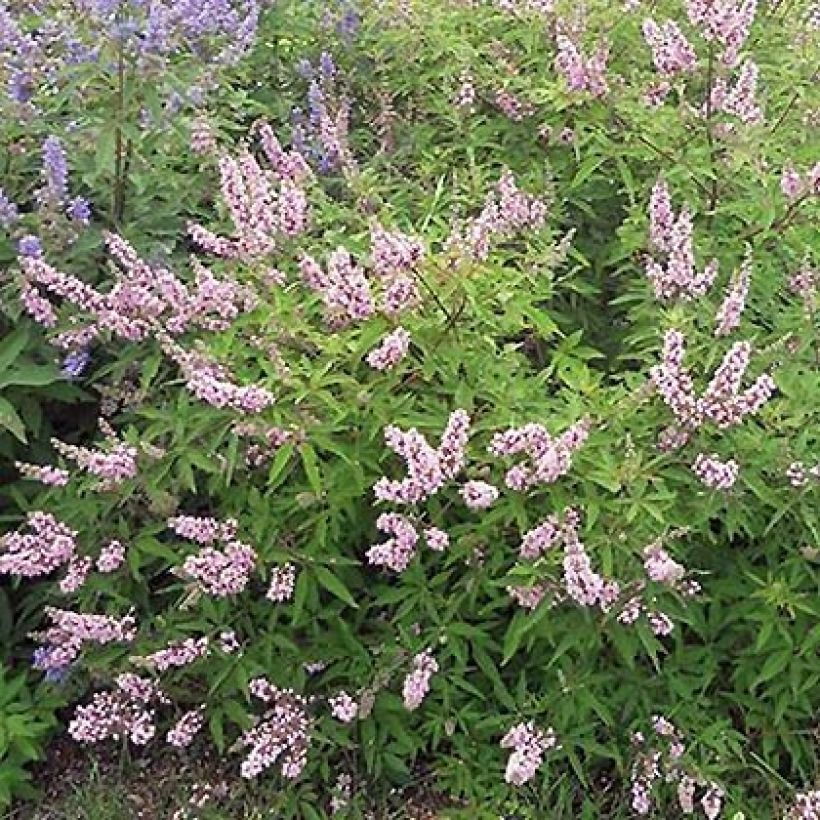 Vitex agnus-castus Pink Pinnacle - Chaste Tree (Plant habit)