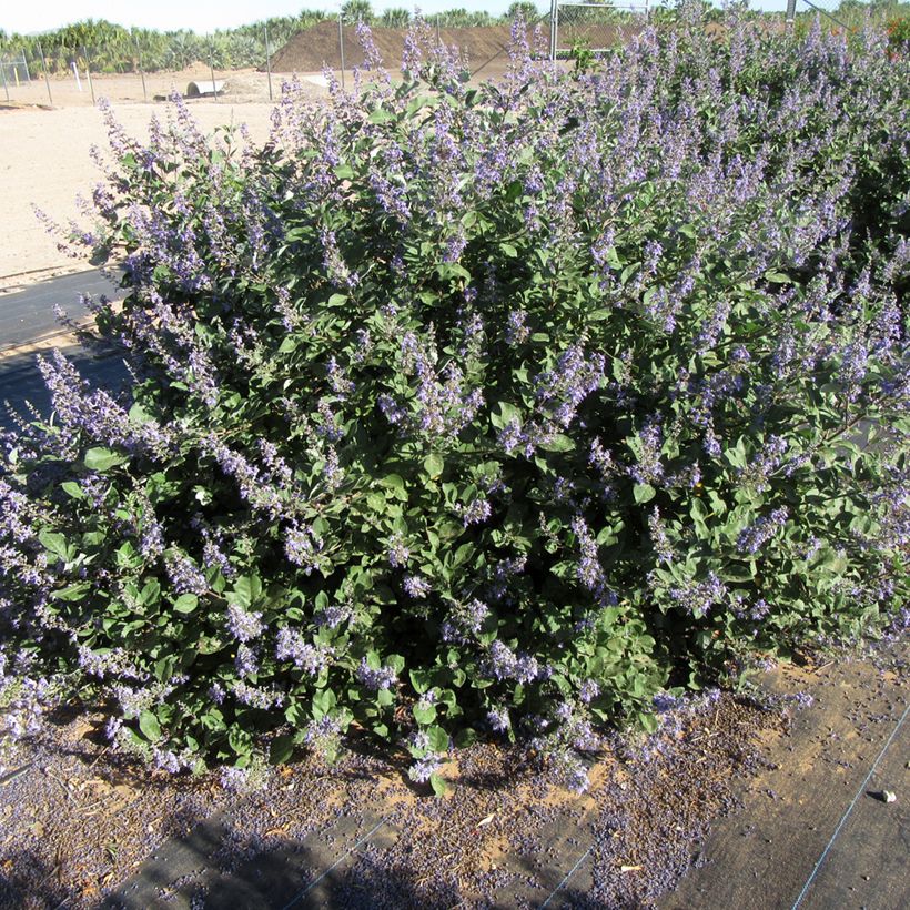 Vitex agnus-castus Chicagoland Blues - Chaste Tree (Plant habit)