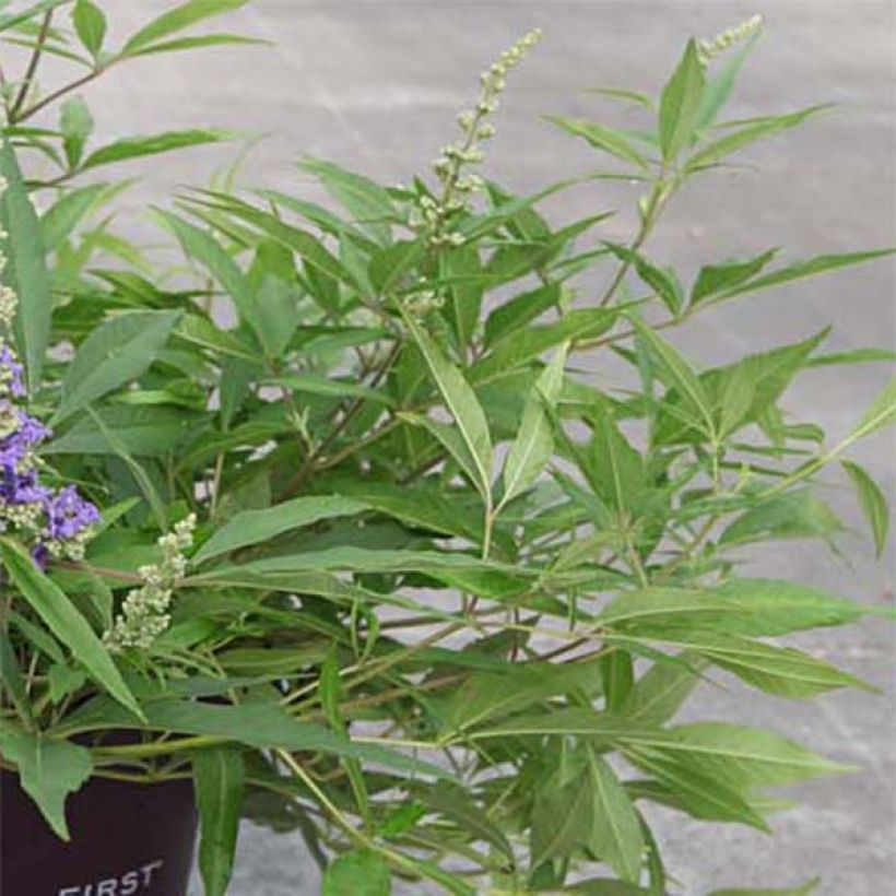 Vitex agnus-castus Blue Puffball - Chaste Tree (Foliage)