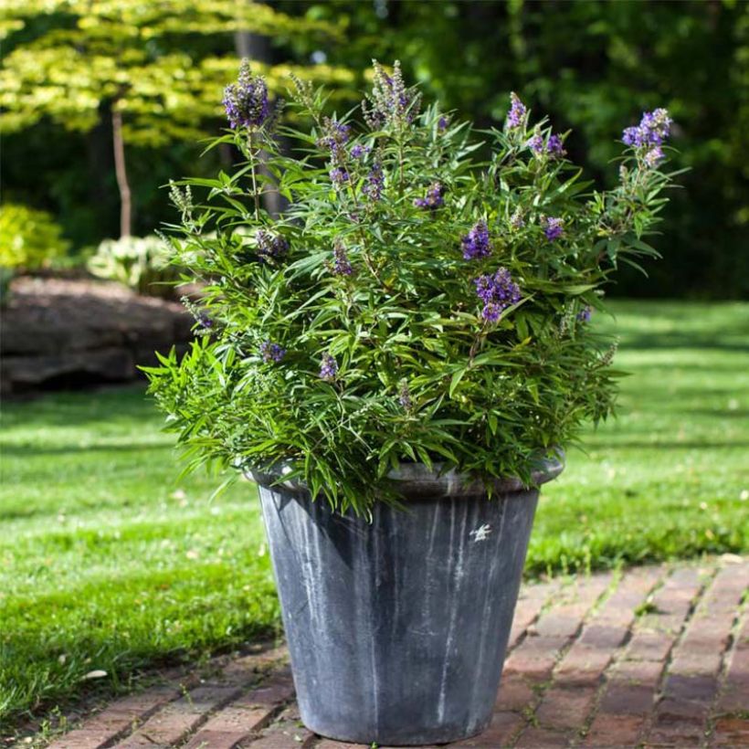 Vitex agnus-castus Blue Puffball - Chaste Tree (Plant habit)