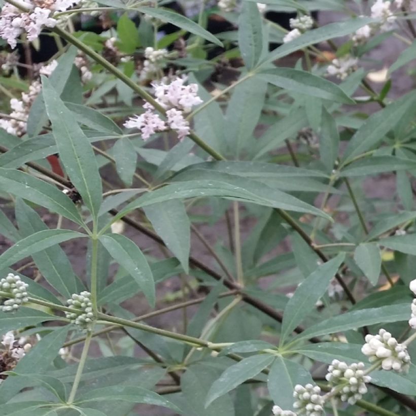 Vitex agnus-castus Albus - Chaste Tree (Foliage)