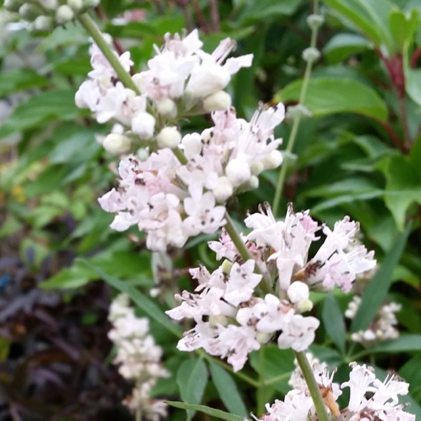 Vitex agnus-castus Albus - Chaste Tree (Flowering)