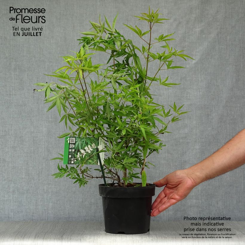 Vitex agnus-castus Albus - Chaste Tree 3L/4L pot sample as delivered in summer