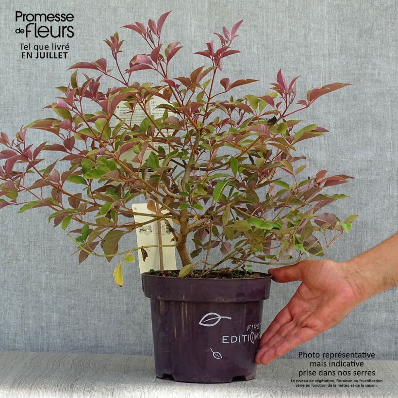 Vitex agnus-castus Flip Side - Chaste Tree 3L/4L pot sample as delivered in summer