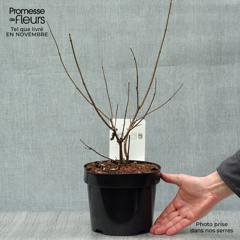 Vitex agnus-castus f. latifolia - Chaste Tree 2L/3L pot sample as delivered in autumn