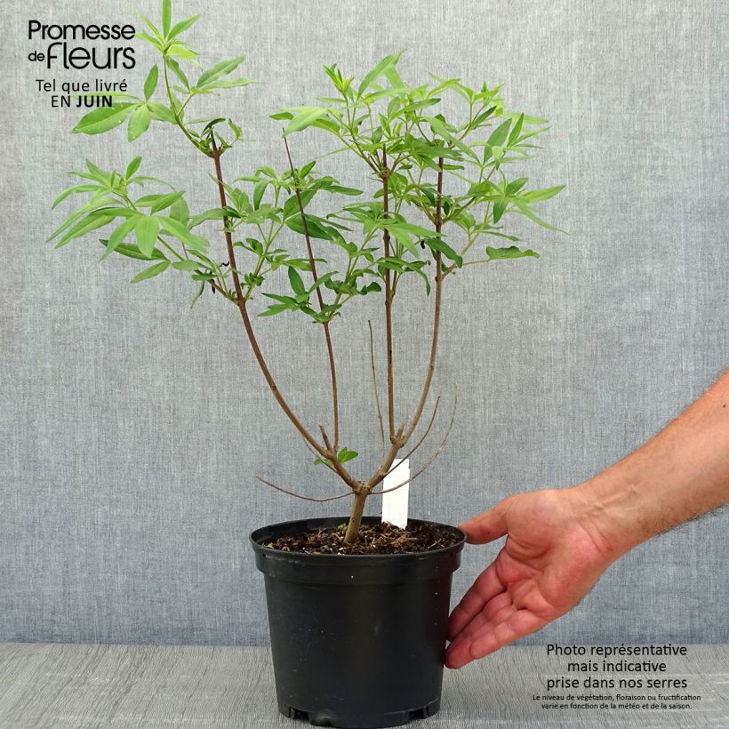 Vitex agnus-castus f. latifolia - Chaste Tree 2L/3L pot sample as delivered in summer