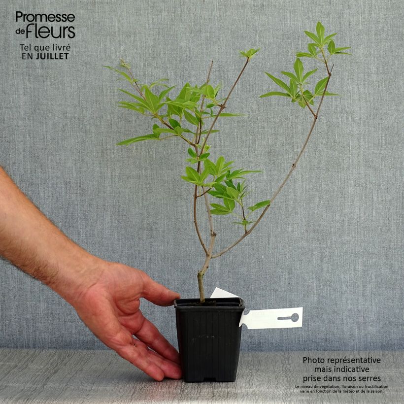 Vitex agnus-castus f. latifolia - Chaste Tree 8/9 cm pot sample as delivered in summer