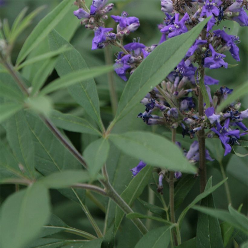 Vitex agnus-castus Delta Blues - Chaste Tree (Foliage)