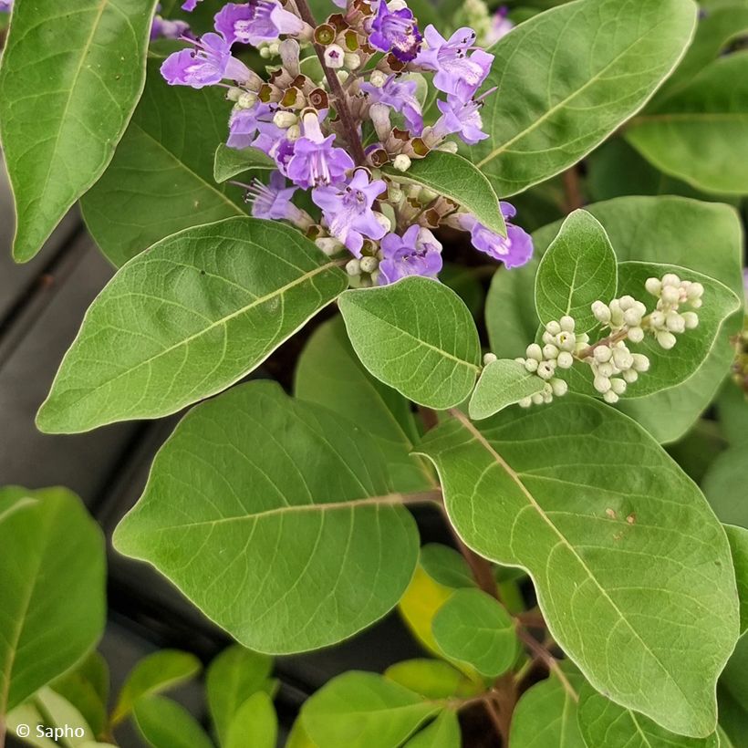 Vitex agnus-castus Chicagoland Blues - Chaste Tree (Foliage)