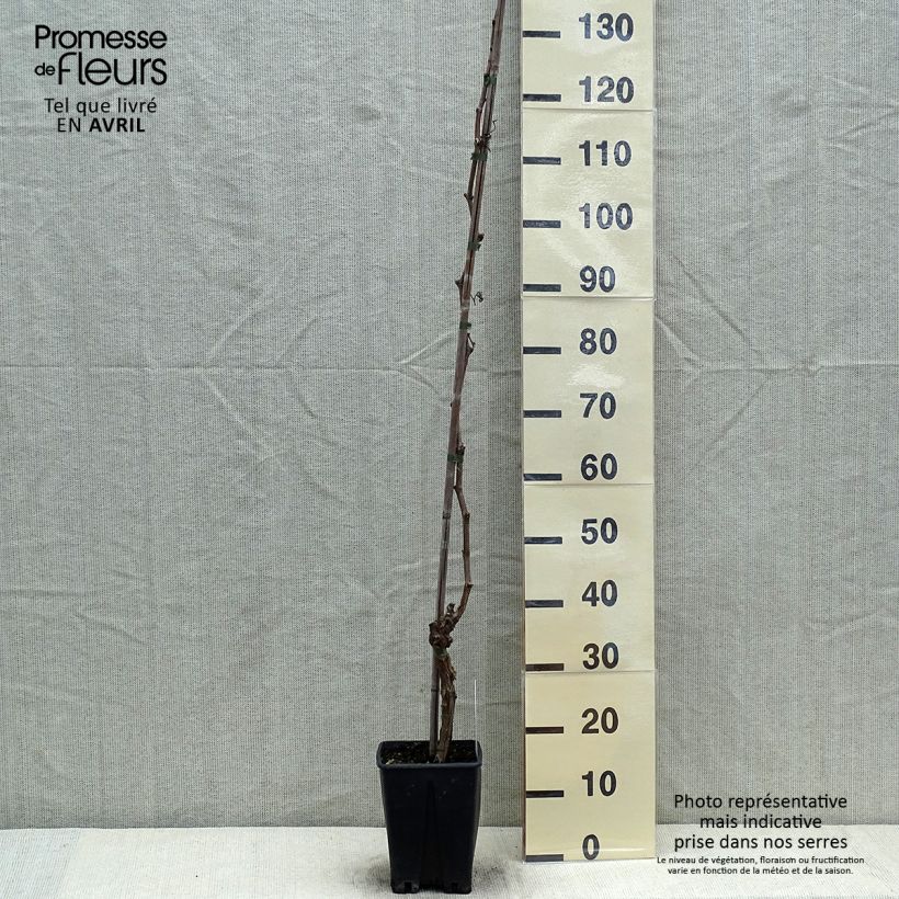 Vitis vinifera Ametista - Grape vine 1.5L/2L pot sample as delivered in spring