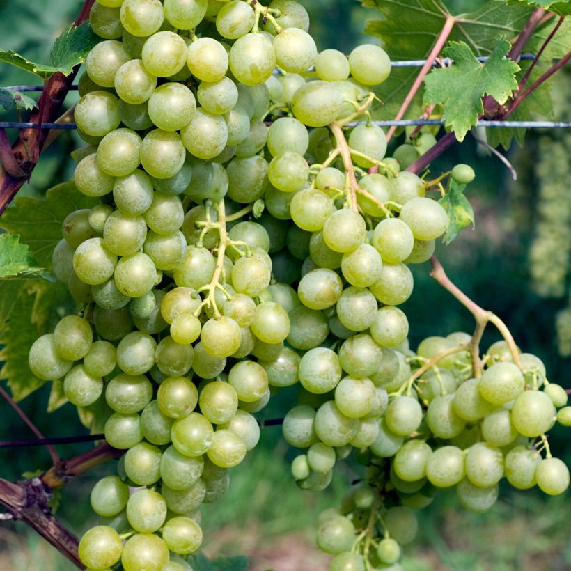 Vitis vinifera Evita - Grape vine (Harvest)