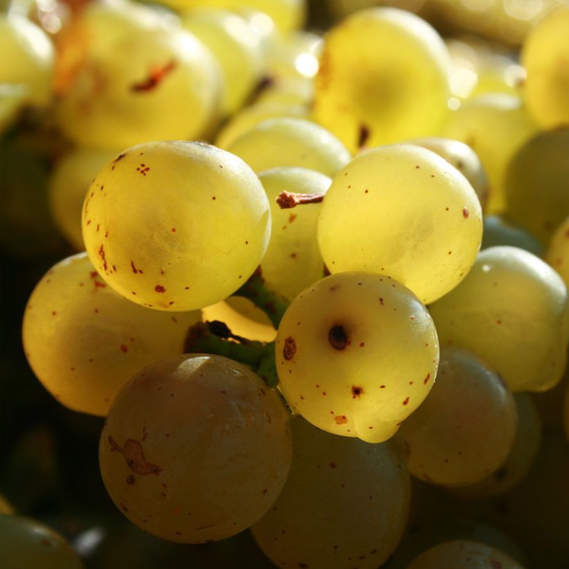 Vitis vinifera Exalta - Grape vine (Harvest)