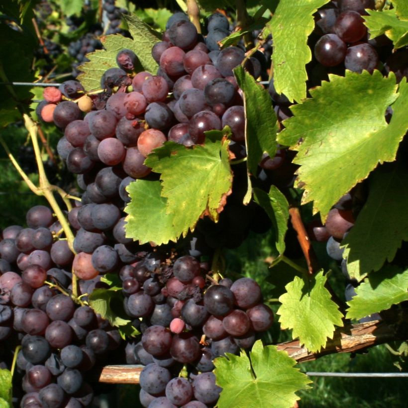 Vitis viniferaFrankenthaler - Grape vine (Harvest)