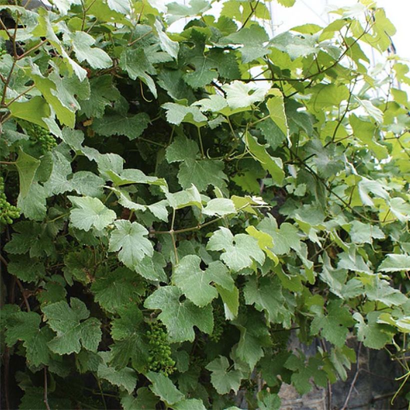 Vitis vinifera Incana - Ornamental Grape Vine (Foliage)