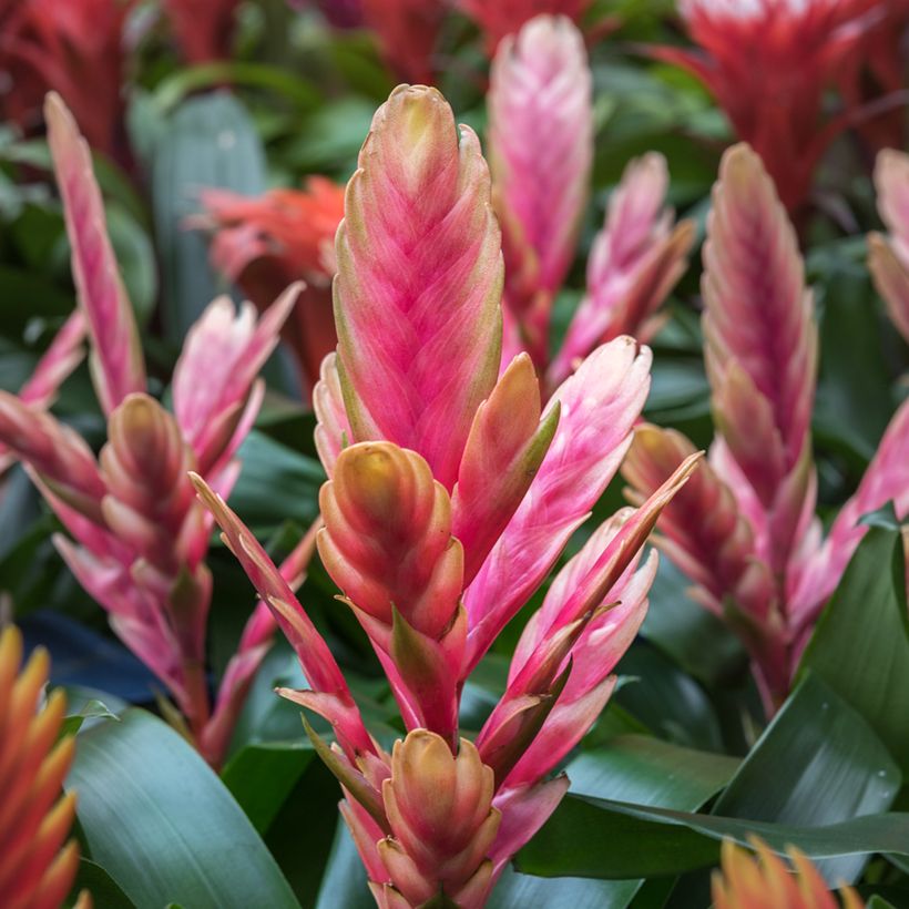 Vriesea Madonna - Flaming sword plant (Flowering)