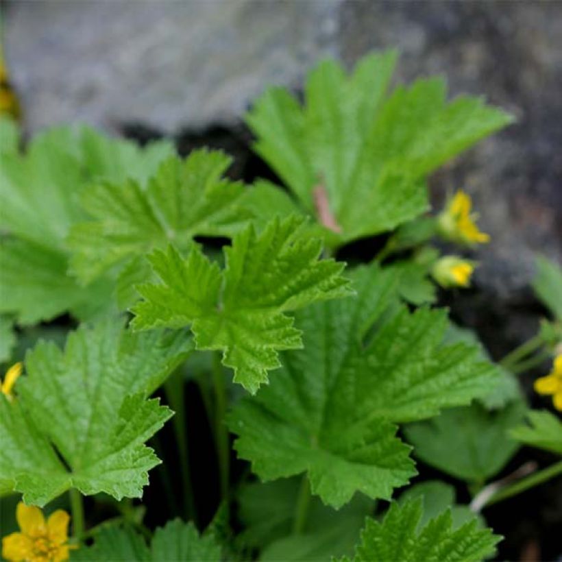 Waldsteinia geoides  (Foliage)