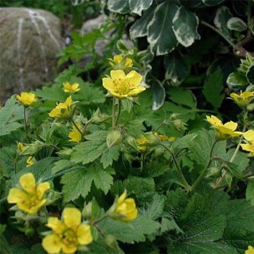 Waldsteinia geoides  (Flowering)