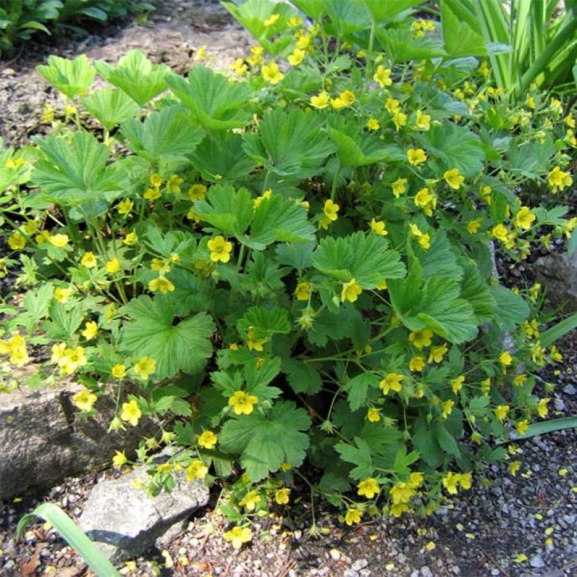 Waldsteinia geoides  (Plant habit)