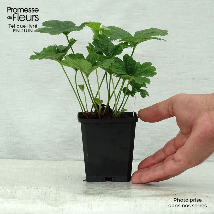 Waldsteinia geoides  8/9 cm pot sample as delivered in summer