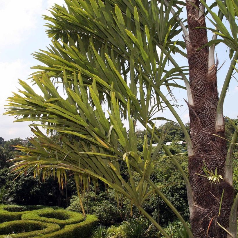 Wallichia disticha (Foliage)