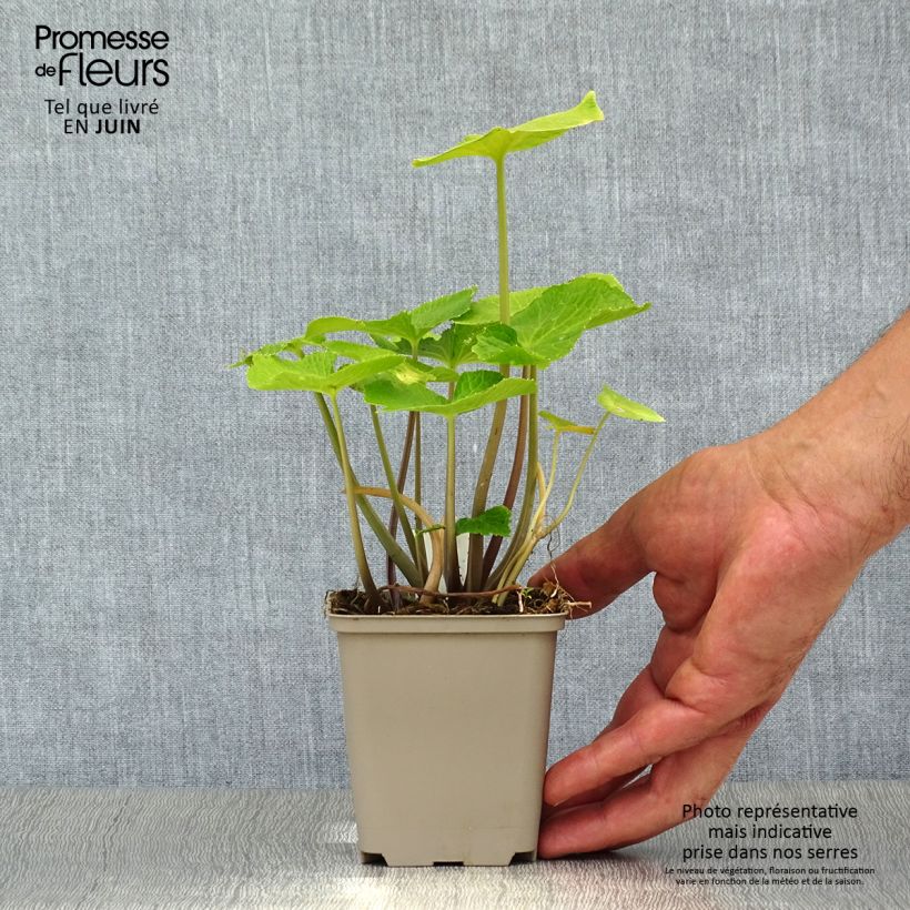 Japanese Wasabi - Eutrema japonicum 8/9 cm pot sample as delivered in summer
