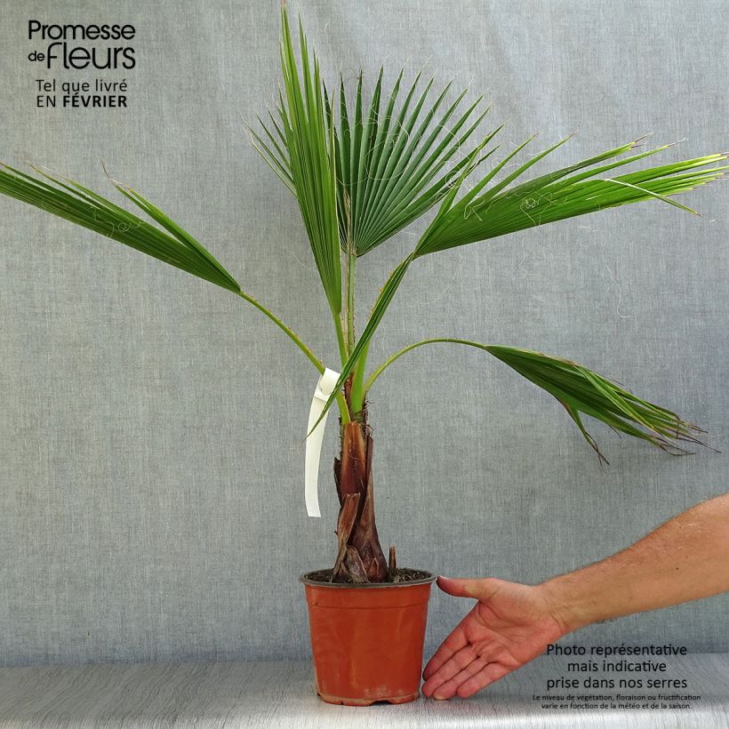 Washingtonia robusta - Mexican Fan Palm 2L/3L pot sample as delivered in autumn