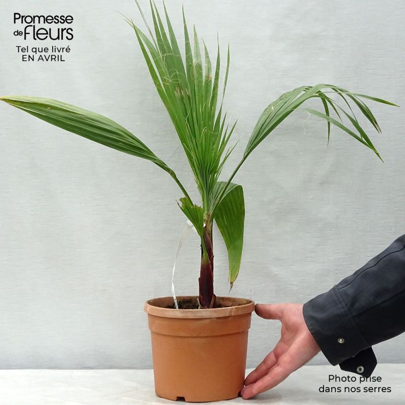 Washingtonia robusta - Mexican Fan Palm sample as delivered in spring