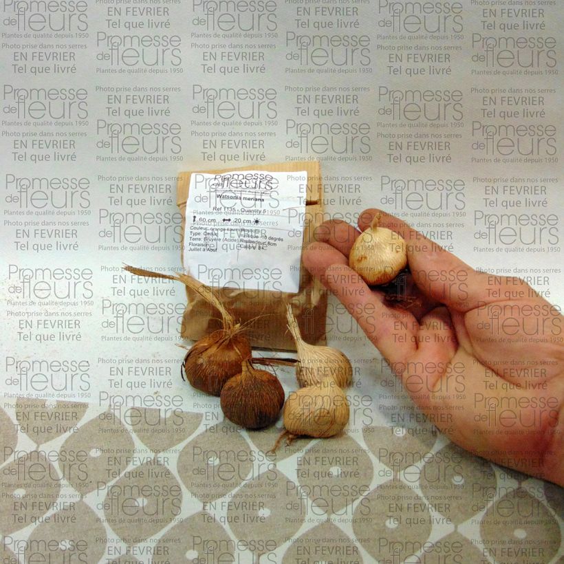 Example of Watsonia meriana Bulb size 8/10 specimen as delivered