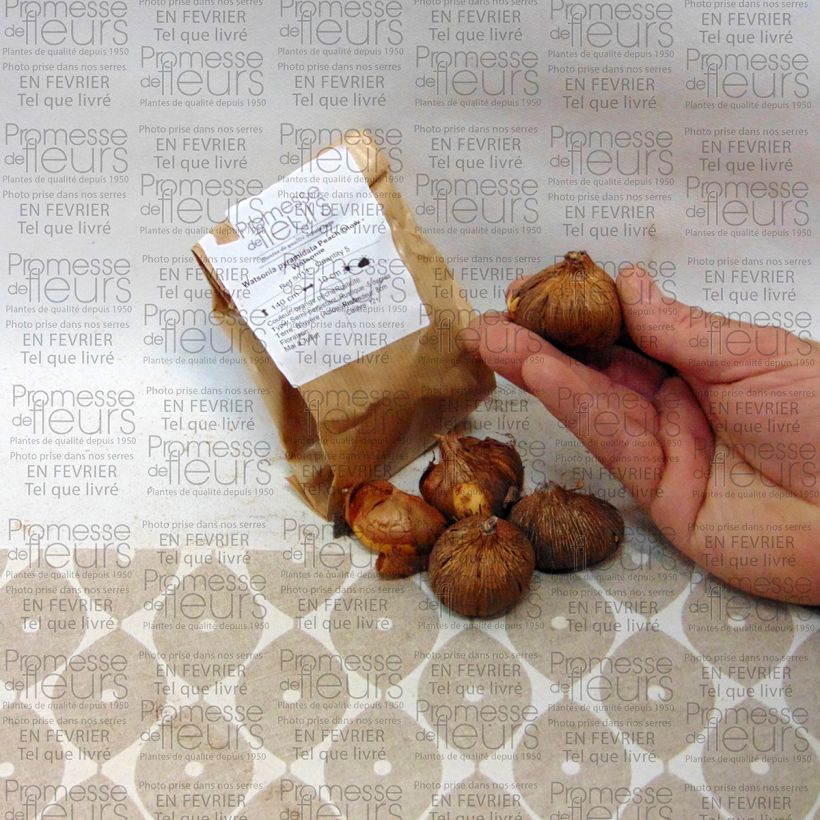 Example of Watsonia pyramidata Peach Glow Bulb size 12+ specimen as delivered