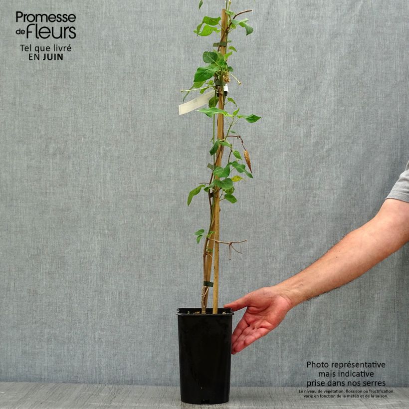 Wattakaka sinensis - Chinese Dregea 2L/3L pot sample as delivered in summer