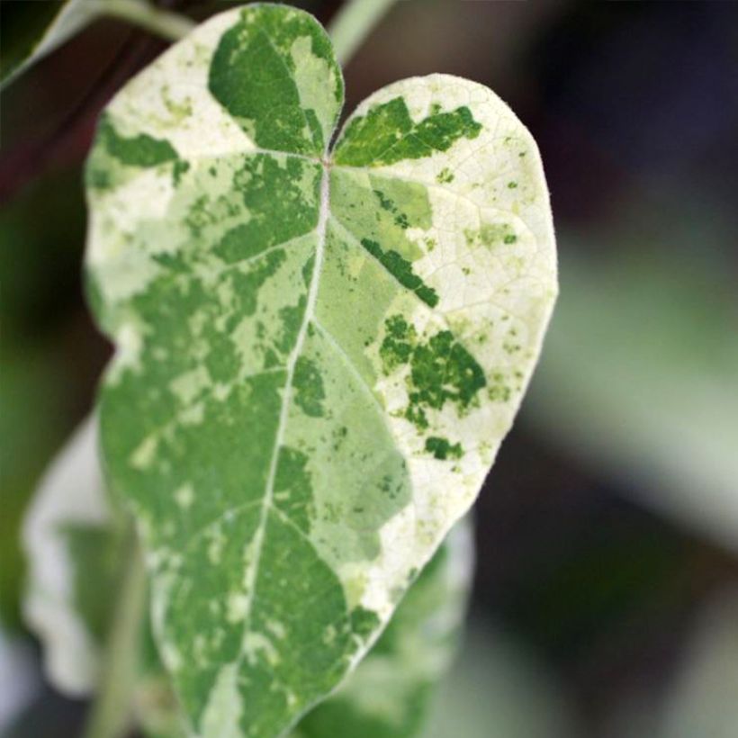 Wattakaka sinensis Variegata - Chinese Wisteria (Foliage)