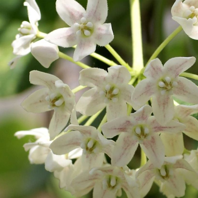 Wattakaka sinensis Variegata - Chinese Wisteria (Flowering)