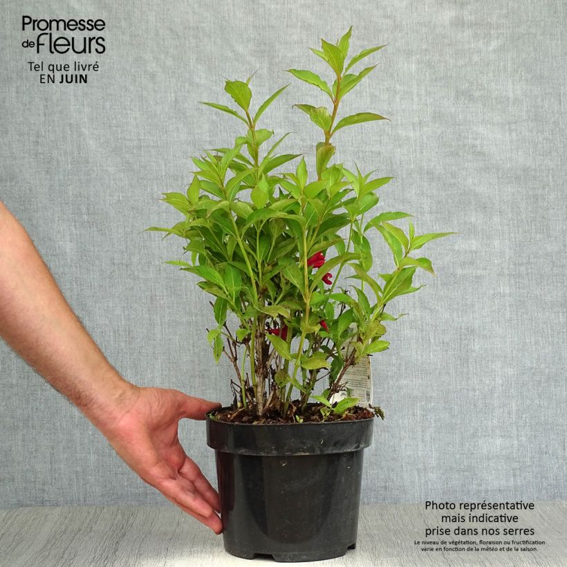 Weigela All Summer Red 3L/4L pot sample as delivered in summer