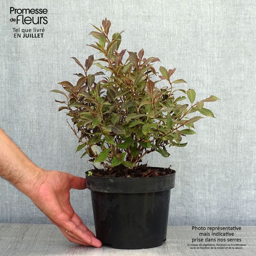 Weigela Black and White 3L/4L pot sample as delivered in summer