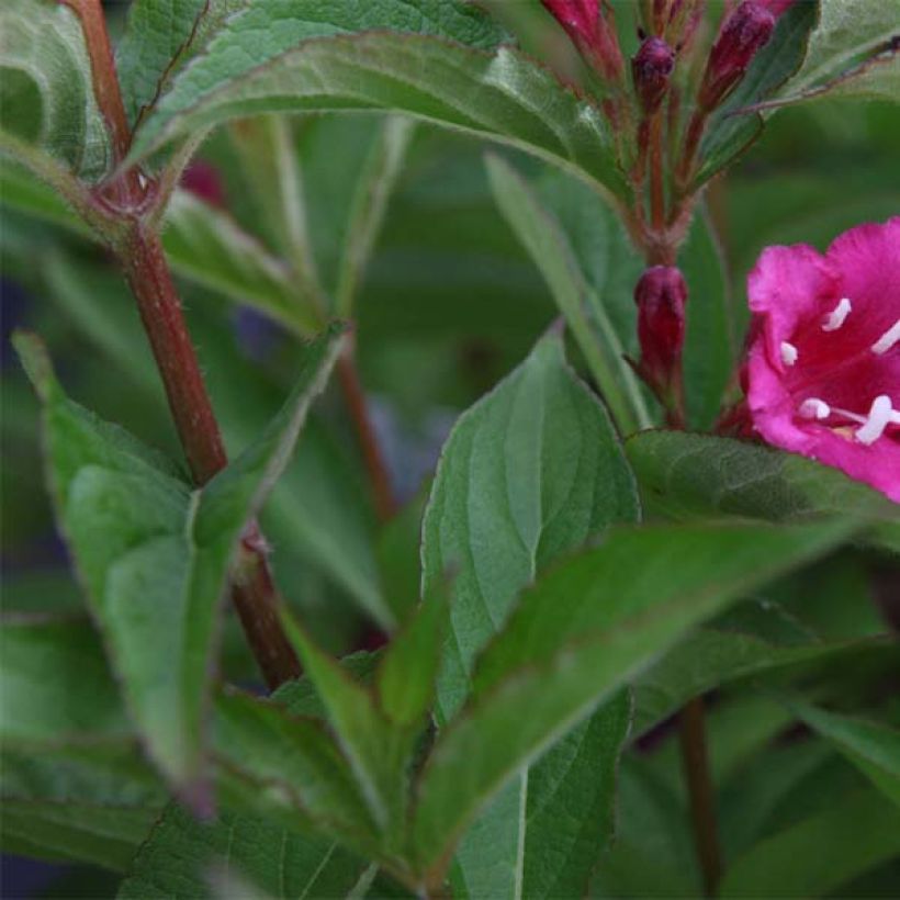 Weigela Bristol Ruby (Foliage)