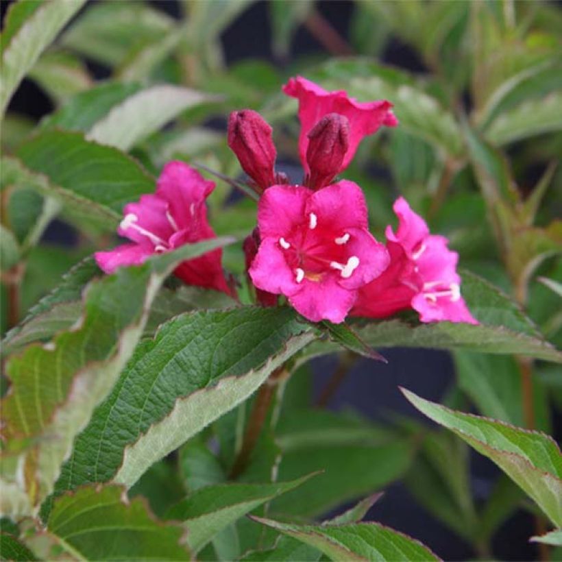 Weigela Bristol Ruby (Flowering)