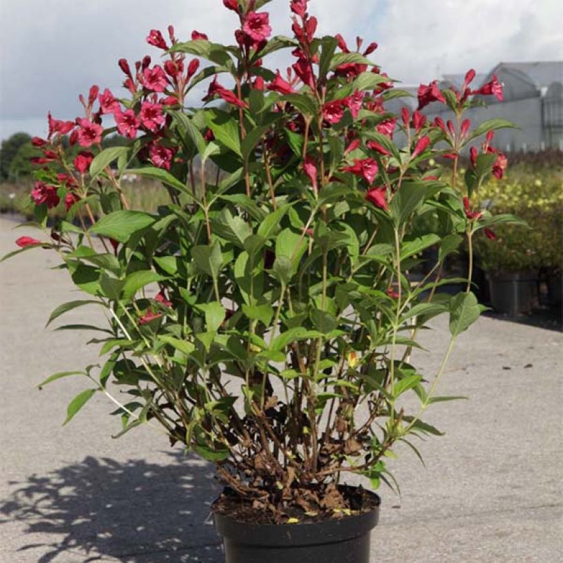 Weigela Bristol Ruby (Plant habit)