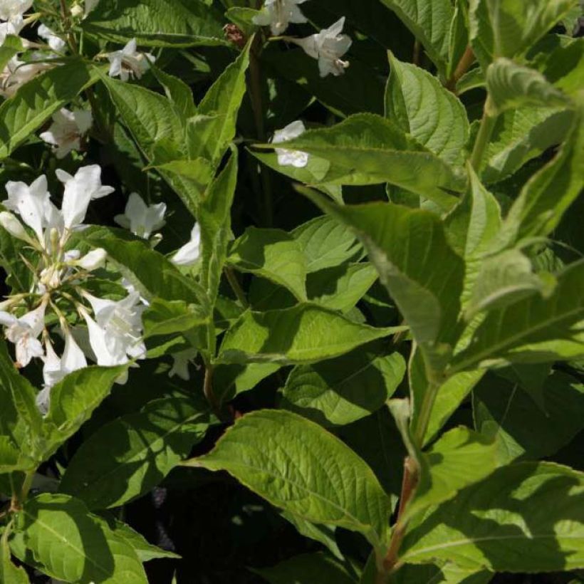 Weigela Candida (Foliage)