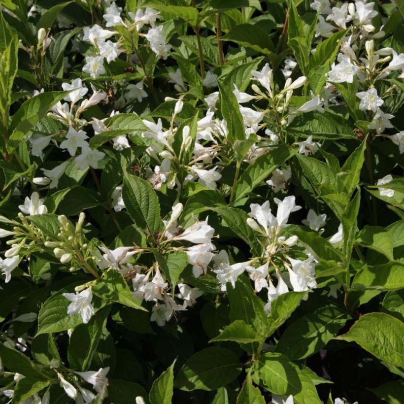 Weigela Candida (Flowering)
