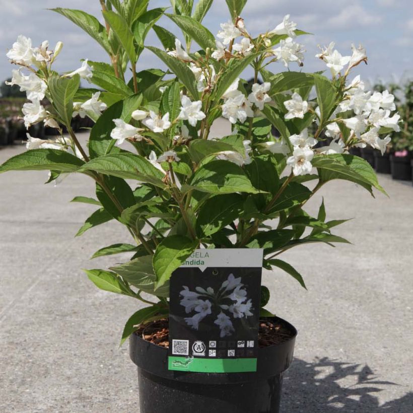 Weigela Candida (Plant habit)