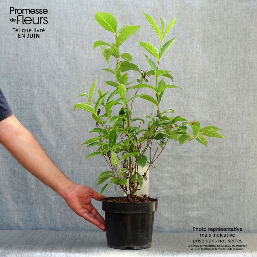 Weigela Candida 3L/4L pot sample as delivered in summer