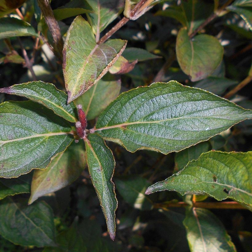 Weigela Eva Rathke (Foliage)