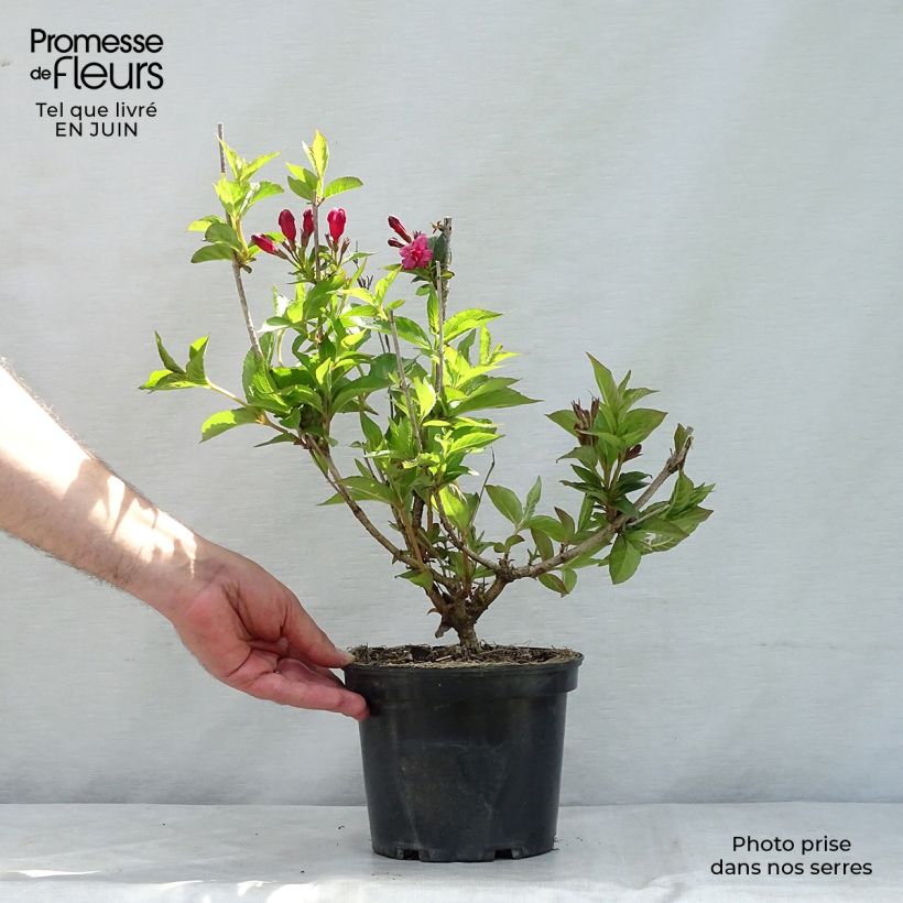 Weigela Bristol Ruby 2L/3L pot sample as delivered in summer