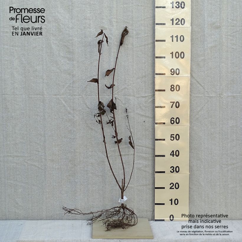 Weigela Bristol Ruby Bare root sample as delivered in winter