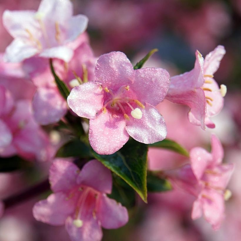 Weigela florida Rosea (Flowering)