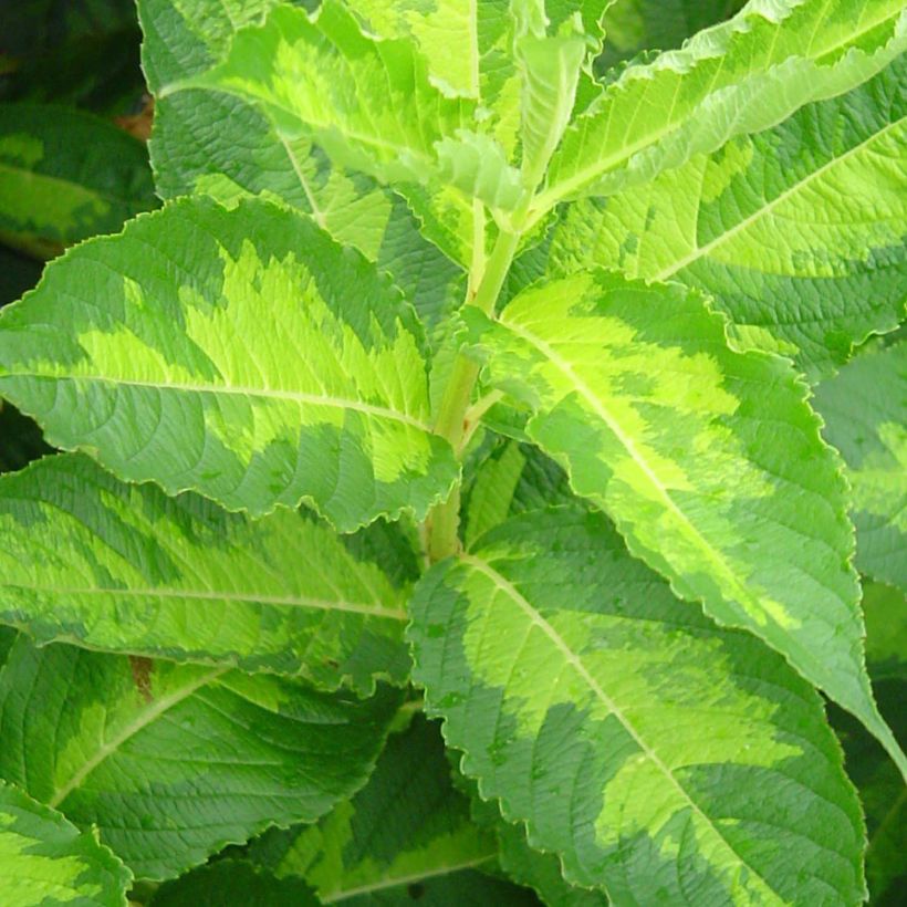 Weigela florida Milk and Honey (Foliage)