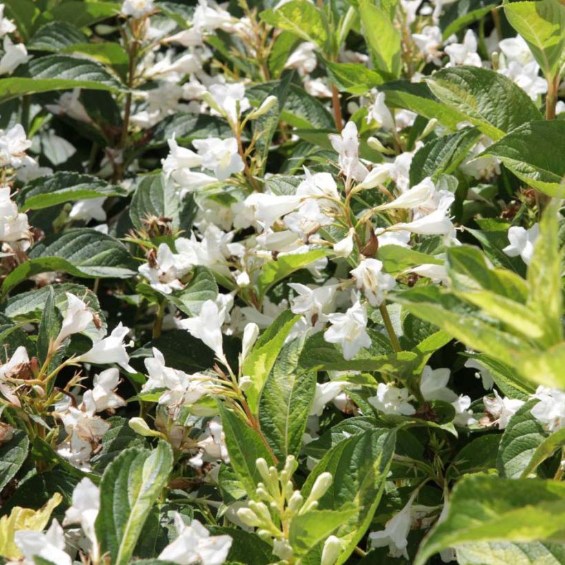 Weigela florida Milk and Honey (Flowering)