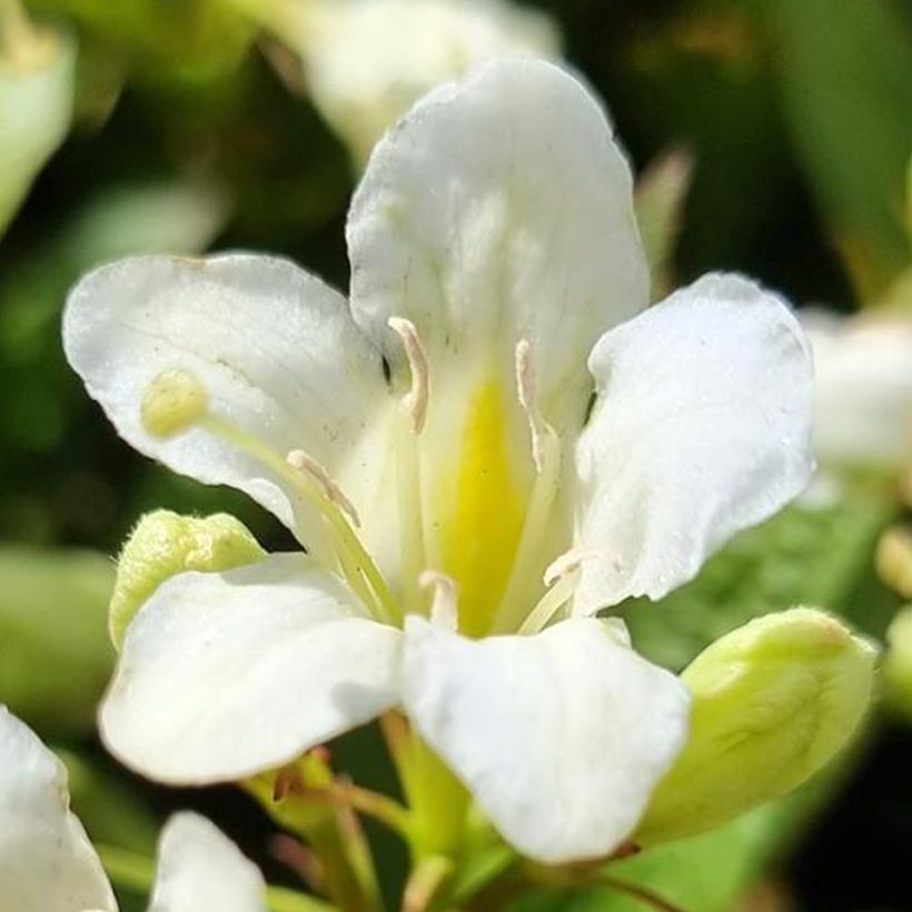 Weigela Picobella Bianco (Flowering)
