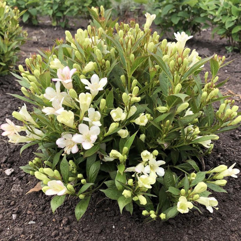 Weigela Picobella Bianco (Plant habit)