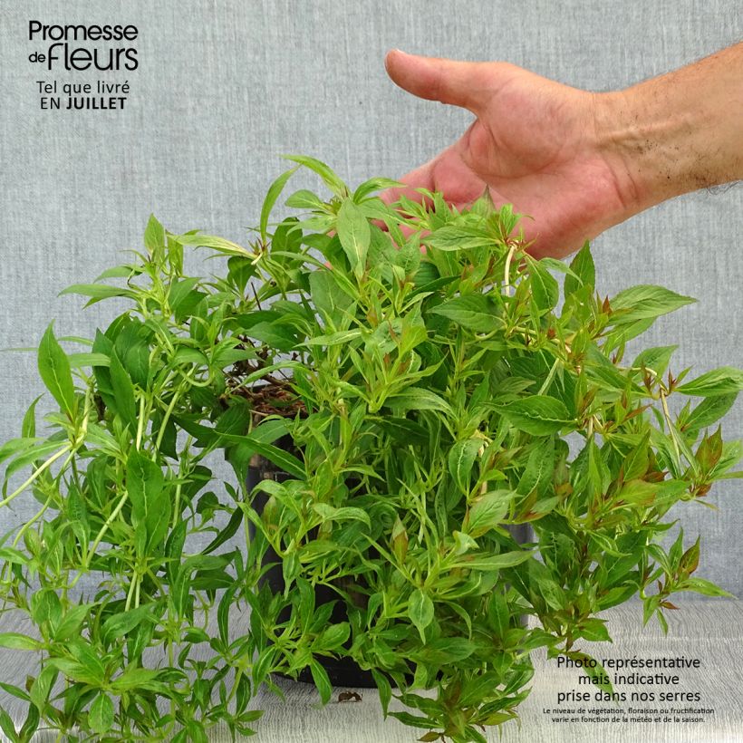 Weigela Picobella Bianco 3L/4L pot sample as delivered in summer